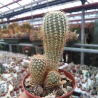 Notocactus tenuicylindrica LW 051