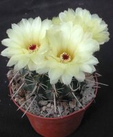 Notocactus turecezkianus