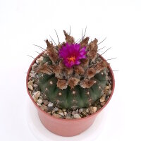 Notocactus uebelmannianus