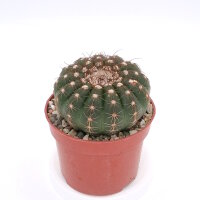 Notocactus uebelmannianus