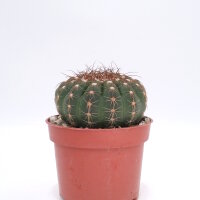 Notocactus uebelmannianus