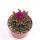 Notocactus uebelmannianus
