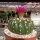 Notocactus uebelmannianus