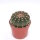 Notocactus uebelmannianus