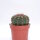 Notocactus uebelmannianus