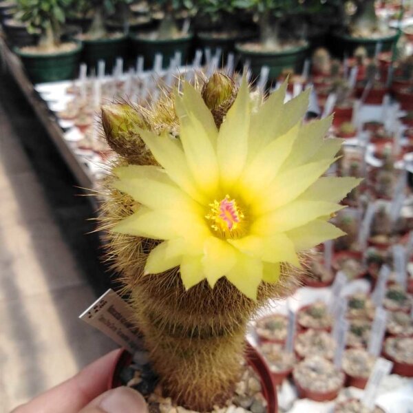 Notocactus vanvlietii LW 064
