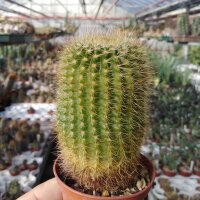 Notocactus vanvlietii LW 064