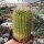 Notocactus vanvlietii LW 064