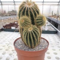 Notocactus warasii XL