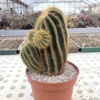 Notocactus warasii XL