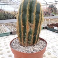 Notocactus warasii XL