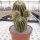 Notocactus warasii XL