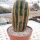 Notocactus warasii XL