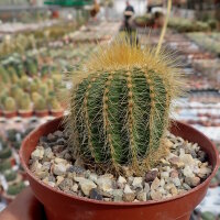 Notocactus warasii