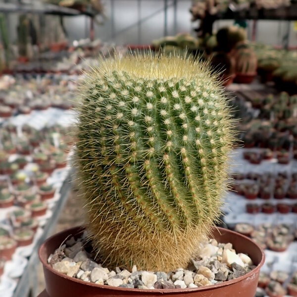 Notocactus werdermannianus LW 135