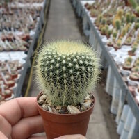 Notocactus werdermannianus LW 135