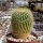Notocactus werdermannianus LW 135