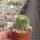 Notocactus werdermannianus LW 135