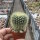 Notocactus werdermannianus LW 135