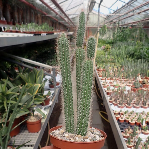 Nyctocereus serpentinus