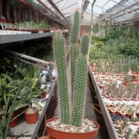 Nyctocereus serpentinus