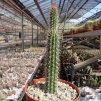 Nyctocereus serpentinus