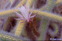 Nyctocereus serpentinus