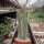 Nyctocereus serpentinus