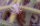 Nyctocereus serpentinus