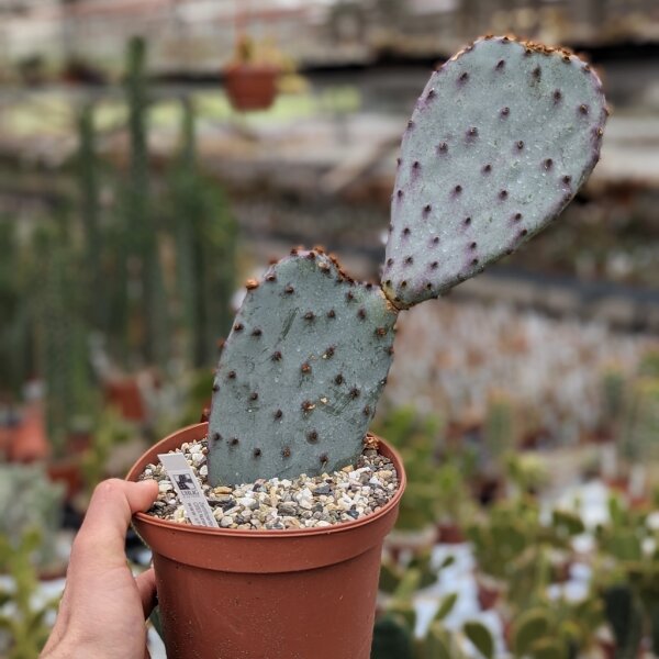 Opuntia azurea Blüte gelb / yellow