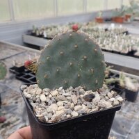 Opuntia basilaris v. aurea X polyacantha JRT 610  (dw)