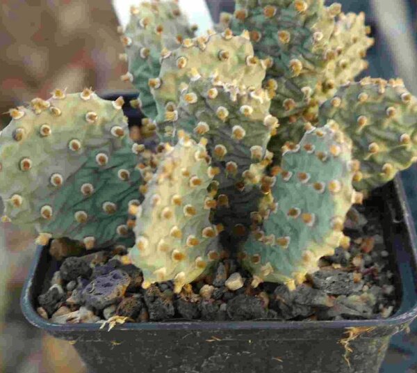 Opuntia basilaris v. brachyclada (dw)