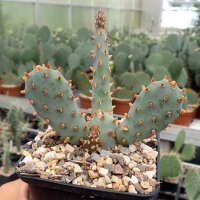 Opuntia basilaris v. brachyclada (dw)