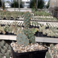 Opuntia basilaris v. brachyclada (dw)