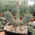 Opuntia basilaris v. brachyclada (dw)
