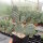 Opuntia basilaris v. brachyclada (dw)