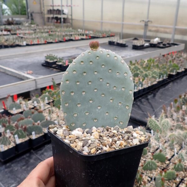 Opuntia basilaris v. humistrata Blüte cremegelb / cremeyellow (dw)
