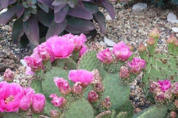 Opuntia basilaris v. ramosa (dw)