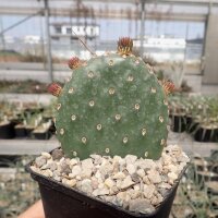 Opuntia basilaris v. ramosa (dw)
