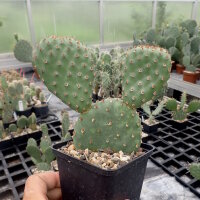 Opuntia basilaris v. ramosa (dw)