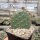 Opuntia basilaris v. ramosa (dw)