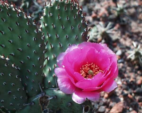 Opuntia basilaris-Hybr. Berlin (dw)