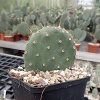 Opuntia basilaris-Hybr. Berlin (dw)