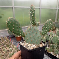 Opuntia basilaris-Hybr. Berlin (dw)