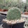 Opuntia basilaris-Hybr. Berlin (dw)