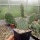 Opuntia basilaris-Hybr. Berlin (dw)