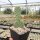Opuntia basilaris-Hybr. cv. Bern (dw)