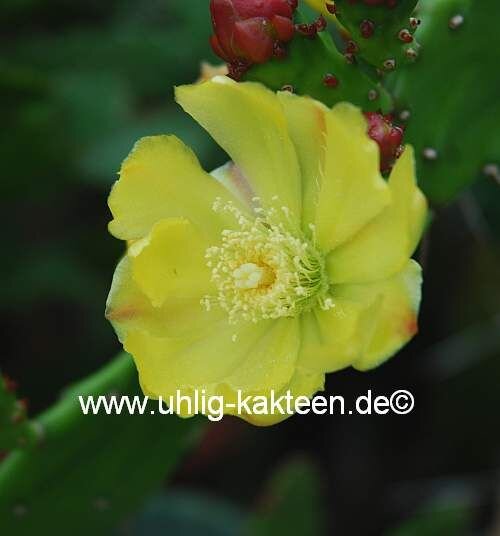 Opuntia brasiliensis Garibaldi 795