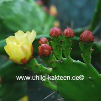Opuntia brasiliensis Garibaldi 795