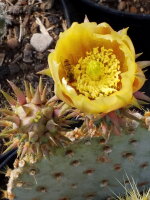 Opuntia chlorotica - Mohave Co., AZ, USA, 1150 m (dw)